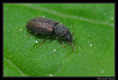 Coleoptera/Mycetophagidae