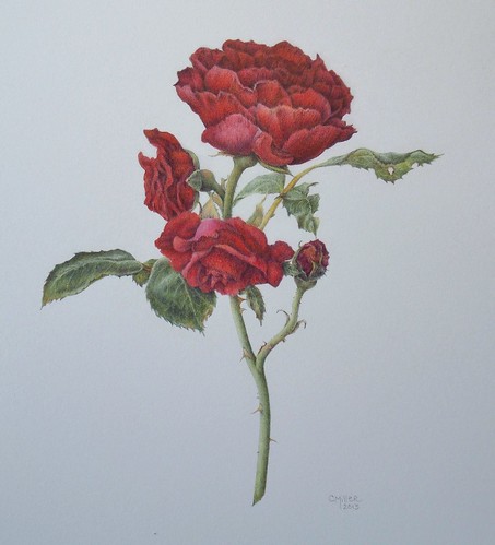 rosa "Cadenza" (aka "Annie's Red") by Art by Cheryl