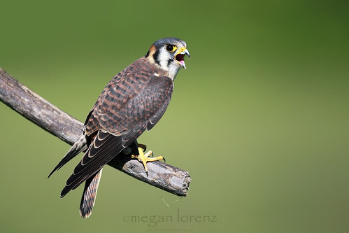 Sparrow Hawk by Megan Lorenz