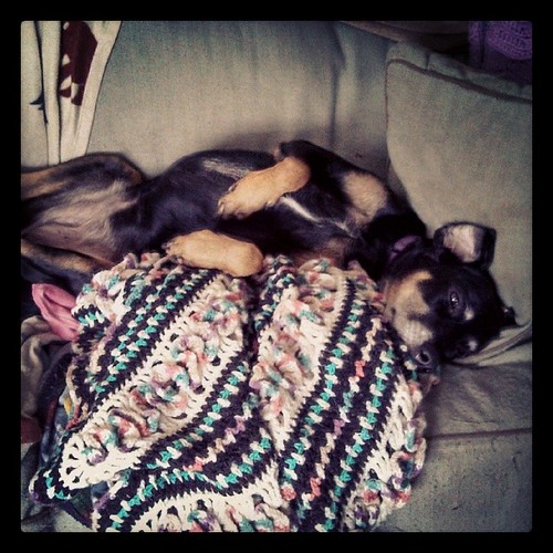Lazy Sunday morning, Lola style... #dogstagram #dobermanmix #crochet blanket made by my Mom