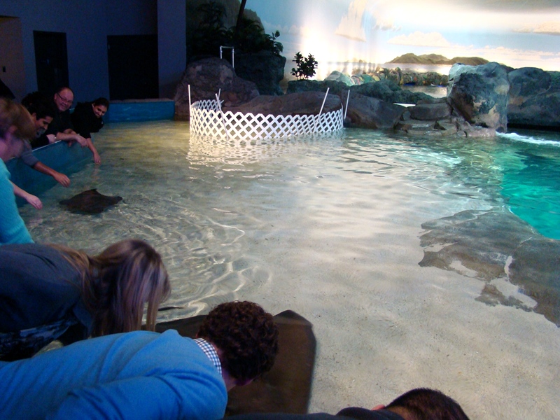 Ripley's Aquarium touching stingrays
