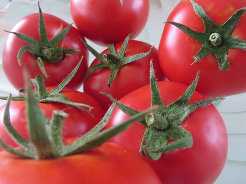 Fresh tomatoes 24/365