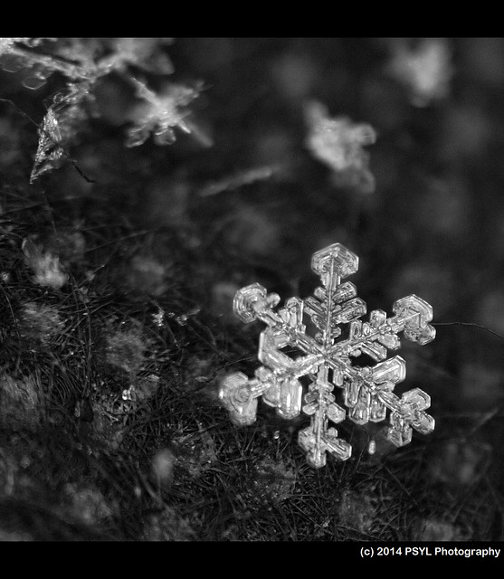 February Snowflake 1