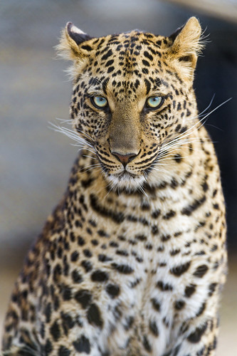 Serious but beautiful Choetta by Tambako the Jaguar