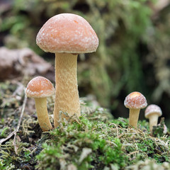 fungi from kings wood