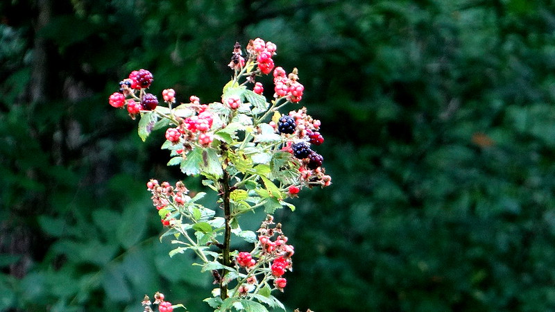DSC03667 berries,  busch 200713