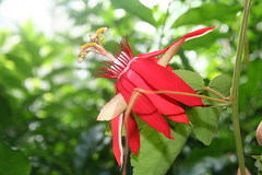 Passifloraceae