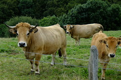 Vaches d'Aubrac.  [août 2013]