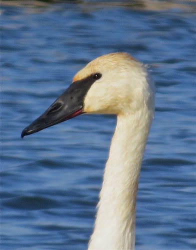 Trumpeter Swan at Gridley Wastewater Treatment Ponds in McLean County, IL