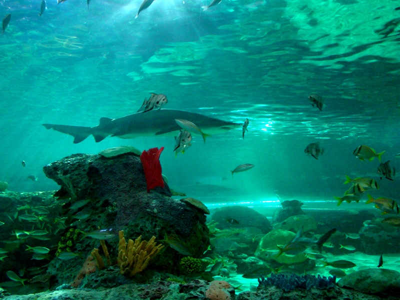 Ripley's Aquarium shark