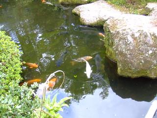 箱根神社・池の鯉