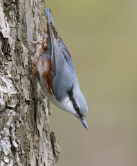 Nuthatches