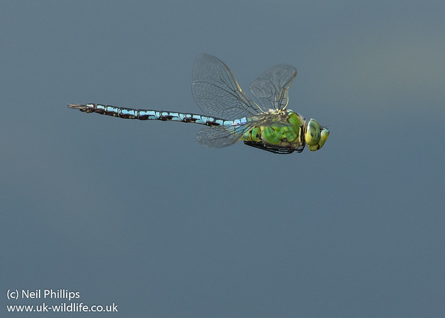 emperor dragonfly in flight Anax imperator-2