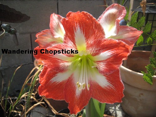 5.24 Pink Night-Blooming Cereuses, Amaryllis, and Tomatoes 13