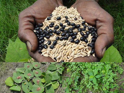 Medicinal Rice Formulations for Diabetes Complications, Heart and Kidney Diseases (TH Group-91) from Pankaj Oudhia’s Medicinal Plant Database by Pankaj Oudhia