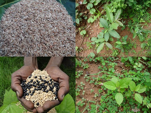 Indigenous Medicinal Rice Formulations for Spleen, Heart and Kidney Diseases and Cancer and Diabetes Complications (TH Group-116 special) from Pankaj Oudhia’s Medicinal Plant Database by Pankaj Oudhia