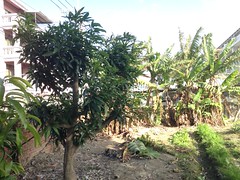 菜園周遭種了芒果、香蕉等果樹。
