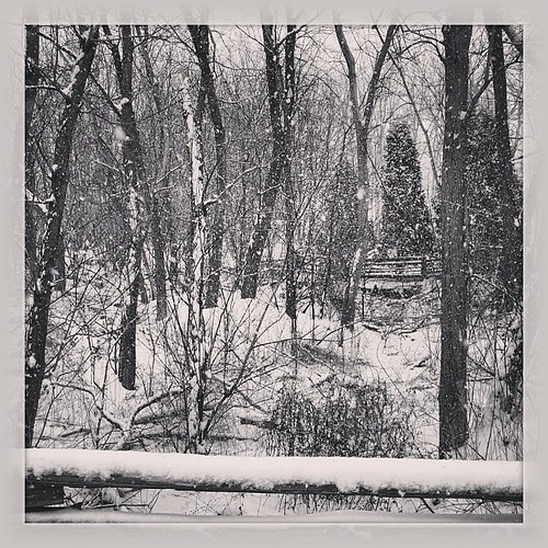 Winter scene in black and white #b&w #nature