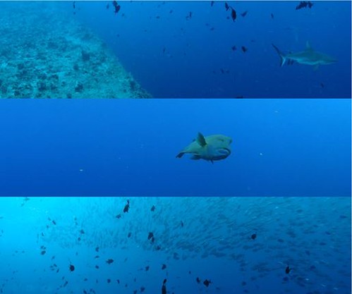 壯麗的海洋生態景觀讓帛琉於2012年成為聯合國教科文組織世界自然遺產之一。（圖片攝影：陳柏豪）