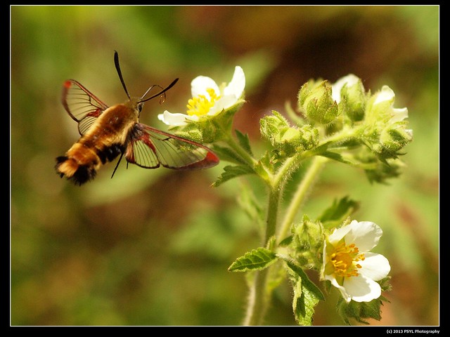Clearwing Hummingbird Moth (Hemaris thysbe) visiting Potentilla arguta