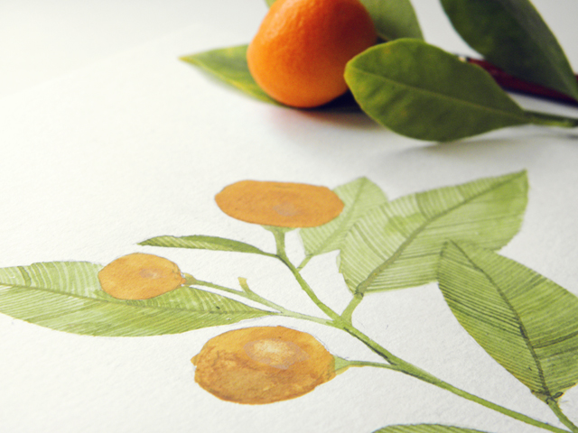 Painting Cumquats
