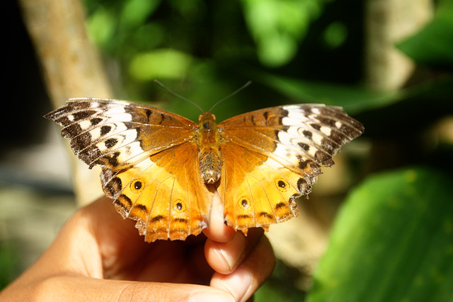 Holding a butterfly