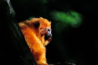 Golden Tamarin Monkey @ Apenheul