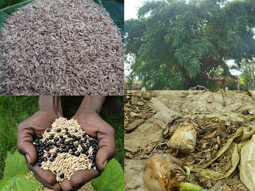 Indigenous Medicinal Rice Formulations for Heart, Kidney and Spleen Diseases and Cancer and Diabetes Complications (TH Group-118) from Pankaj Oudhia’s Medicinal Plant Database by Pankaj Oudhia