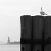 NY seagull