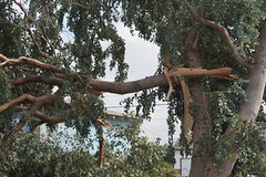 			Klaus Naujok posted a photo:	Sadly the weather forecast was correct, the high winds brought this tree down.