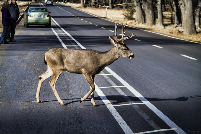 Deer at Yosemite