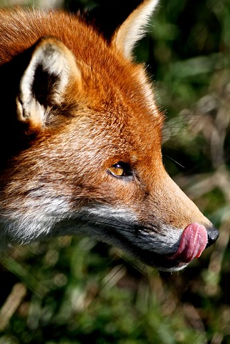 Mr Fox by McShug