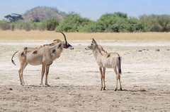 Pferdeantilopen / Roan Antelopes