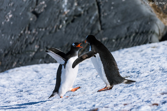 Gentoo Penguin @ Petermann Island, Antarctica