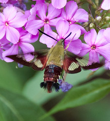 hummingbird clearwing moth (hemaris thysbe)