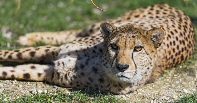 Cheetah lying and looking at me