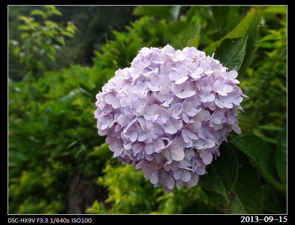 20130915_Flowers