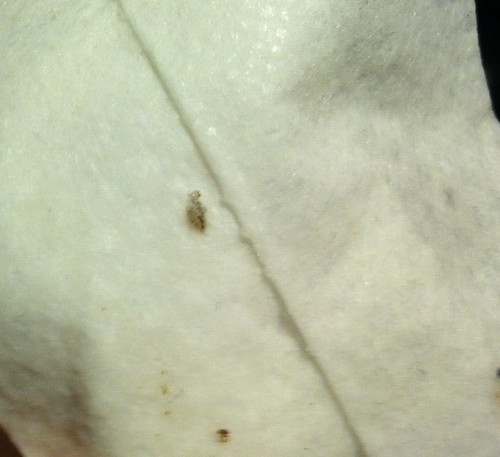 Bug Shell ID - Please Identify [a: beetle larva shed skin] Â« Got Bed ...