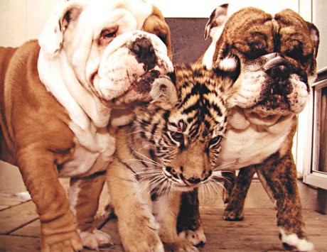 Bulldog with Tiger. Source unknown.