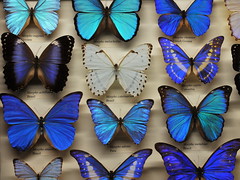 AMNH & Butterfly Conservatory 2013-10-25