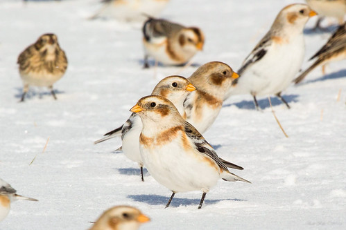 Snow bunting by andiwolfe