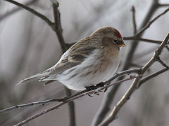 Rare birds Iceland 2014
