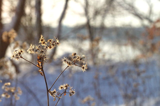 winter_weed