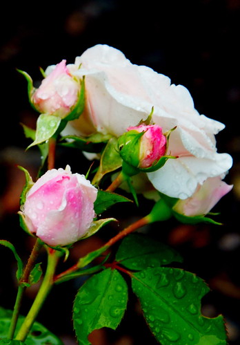 Pink Rose by Ginas Pics