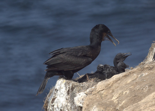 Mother and Baby Cormorants by Mike's Birds