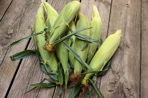ontario-corn