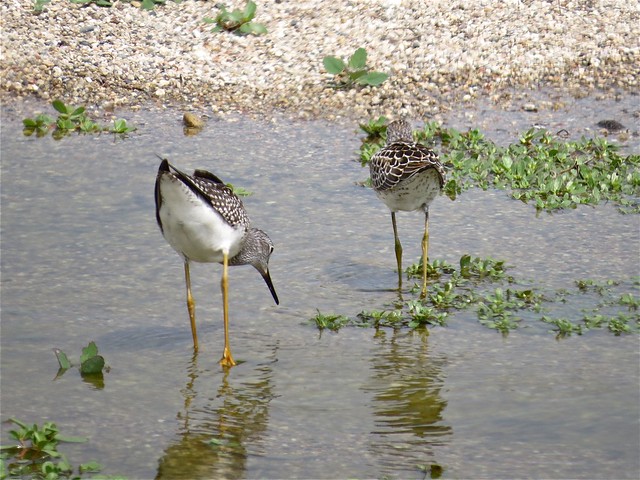 Stilt Sandpiper and Lesser Yellowlegs at El Paso Sewage Treatment Center in Woodford County, IL 05