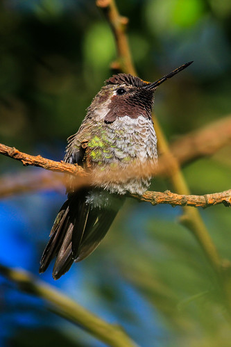 IMG_6049 Anna's Humminbird (male)