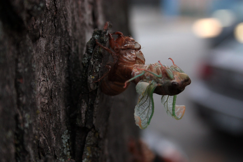 Cicada Molting