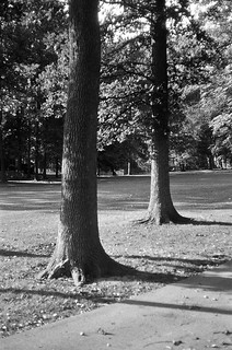 Golf course trees